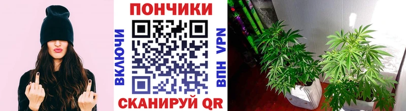 Купить закладки  Красавино  Бошки Шишки Amnesia 